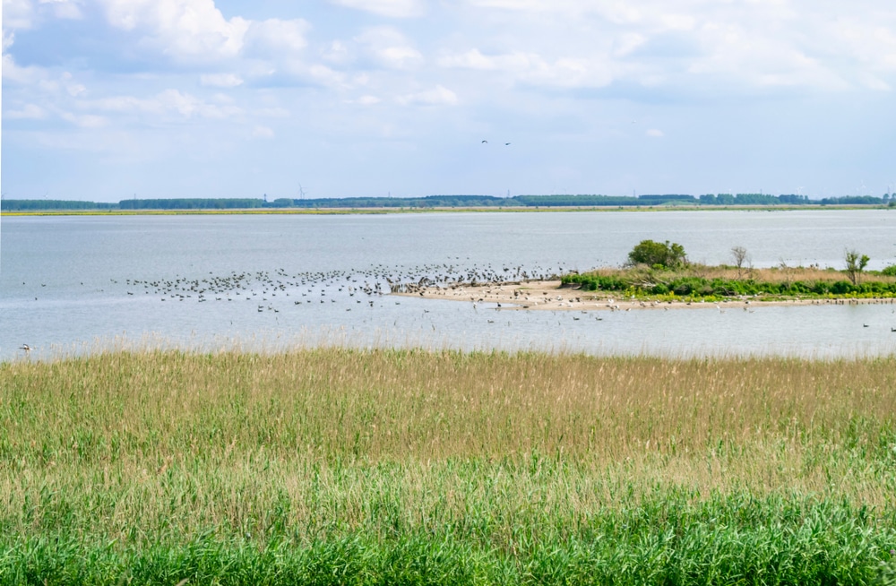 nationaal park nieuw land flevoland shutterstock 1429516076, wandelen Flevoland