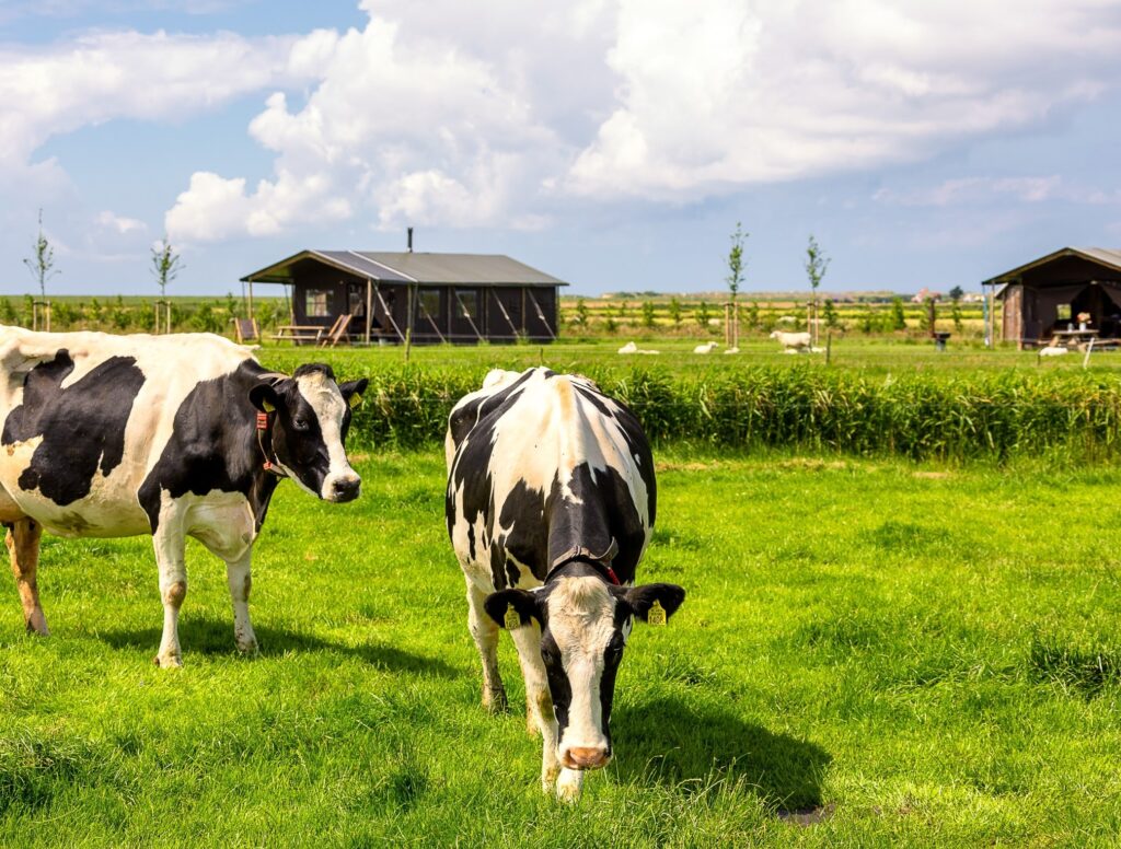 koeien in de wei voor een veld met safaritenten op BoerenBed Camping Ameland