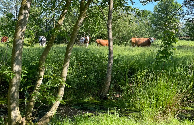 natuurhuisje surhuizem 4, 15 bijzondere overnachtingen in Friesland