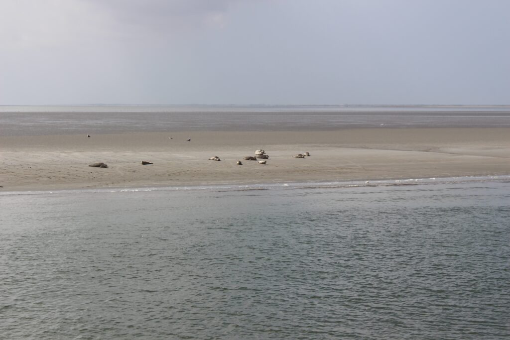 wat te doen op ameland robbentocht 2 1, campings Nederland aan zee