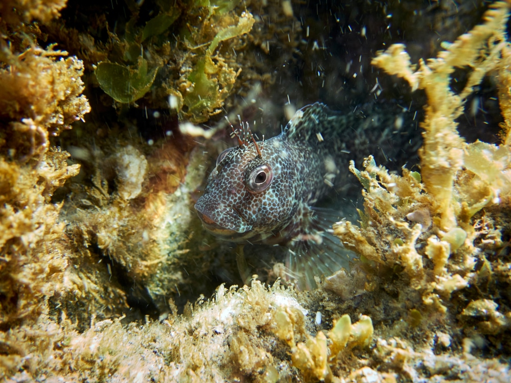 SEA LIFE Benalmadena Costa del Sol Andalusie Spanje shutterstock 1492905317, Benalmádena bezienswaardigheden