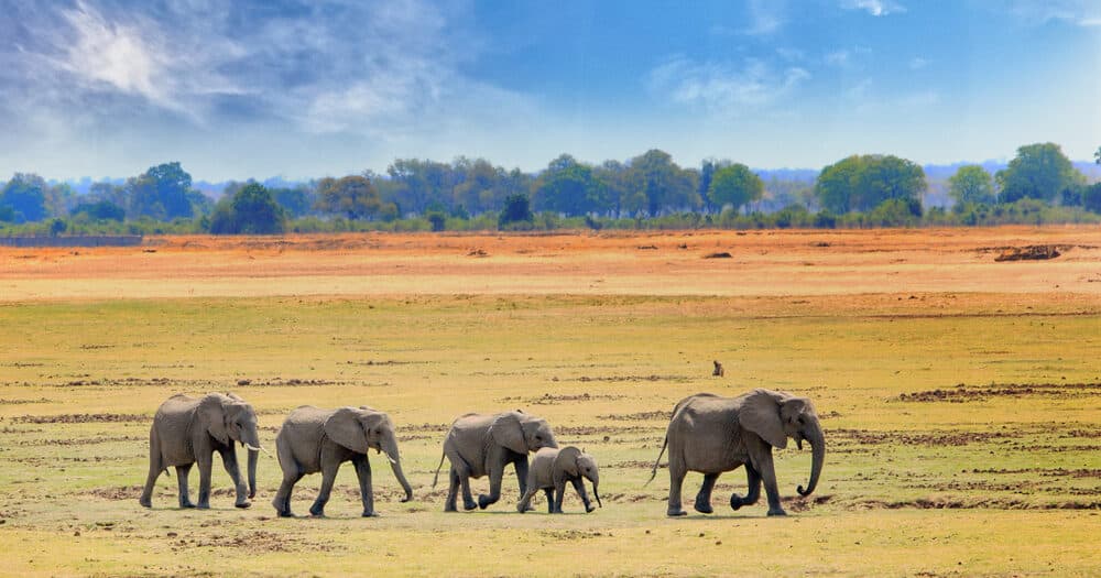 Afrikaanse Olifanten lopen over de open vlaktes in South Luangwa nationaal park Zambia zuidelijk Afrika, rondreis zambia