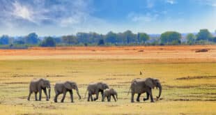 Afrikaanse Olifanten Lopen Over De Open Vlaktes In South Luangwa Nationaal Park Zambia Zuidelijk Afrika 310x165