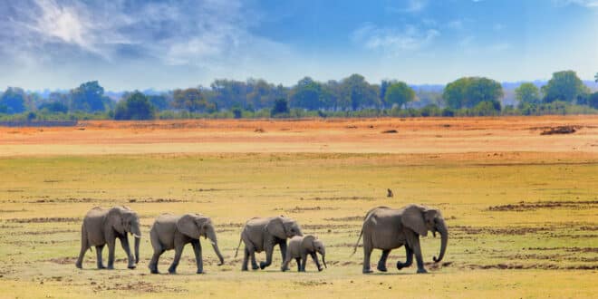Afrikaanse Olifanten lopen over de open vlaktes in South Luangwa nationaal park Zambia zuidelijk Afrika, zonvakantie juni