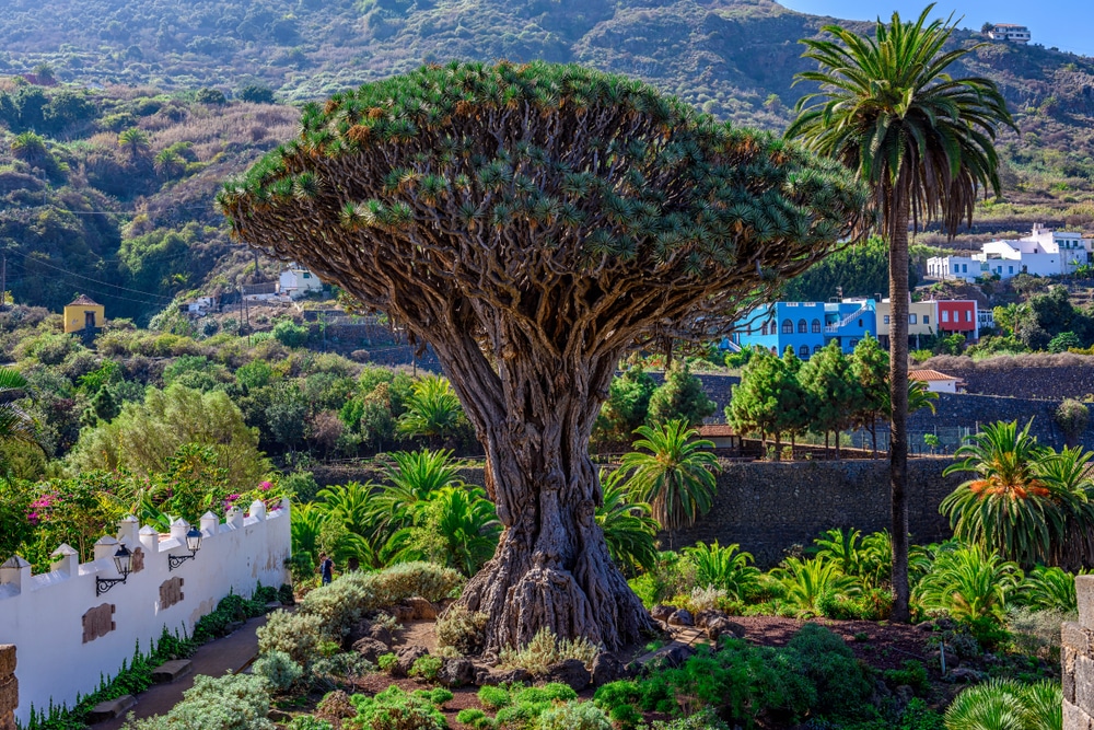 El Drago Milenario 1063936802, mooiste bezienswaardigheden op Lanzarote