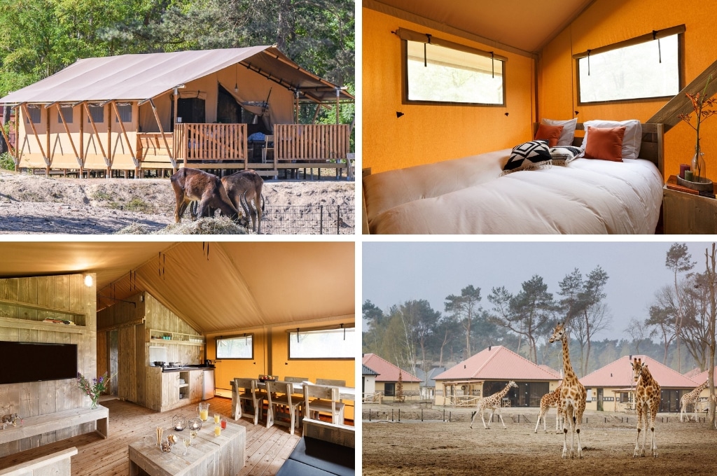 fotocollage van Safari Resort Beekse Bergen met een foto van een safaritent van buitenaf, een foto van een slaapkamer in een safaritent, een foto van het woongedeelte in een safaritent en een foto van giraffen in het safaripark