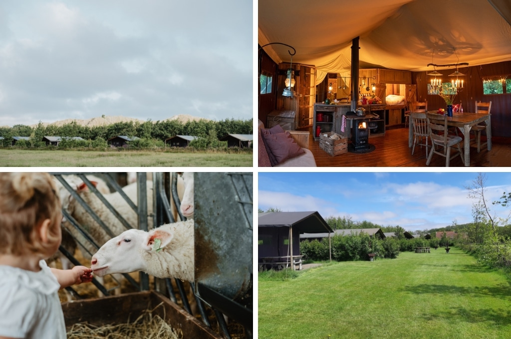 fotocollage van BoerenBed De Zeekraal met een foto van de safaritenten op een bewolkte dag, een foto van het leefgedeelte in een safaritent, een foto van een kindje dat een schaap voert en en foto van het grasveld met safaritenten