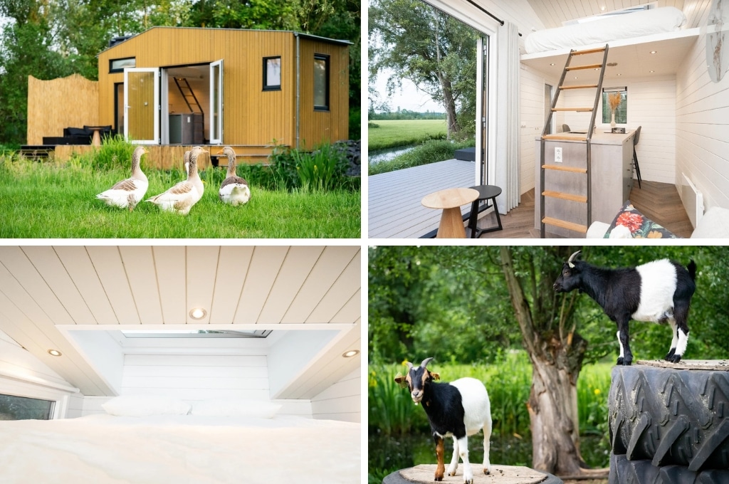 fotocollage van een tiny house in het dorpje Kamerik in de provincie Utrecht, met een foto van vier ganzen voor de tiny house, een foto van het lichte interieur van het tiny house, een foto van de slaapvide voor twee personen en een foto van twee geitjes die bovenop autobanden staan