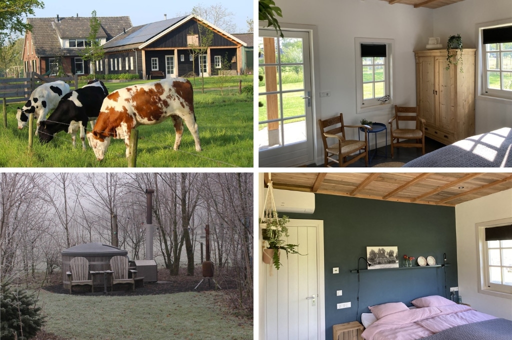 fotocollage van een natuurhuisje in Westendorp met een foto van drie koeien die gras eten, een foto van twee houten stoelen en een kast in een slaapkamer, een foto van een dichte hottub met daarvoor twee stoelen, en een foto van een opgemaakt tweepersoonsbed