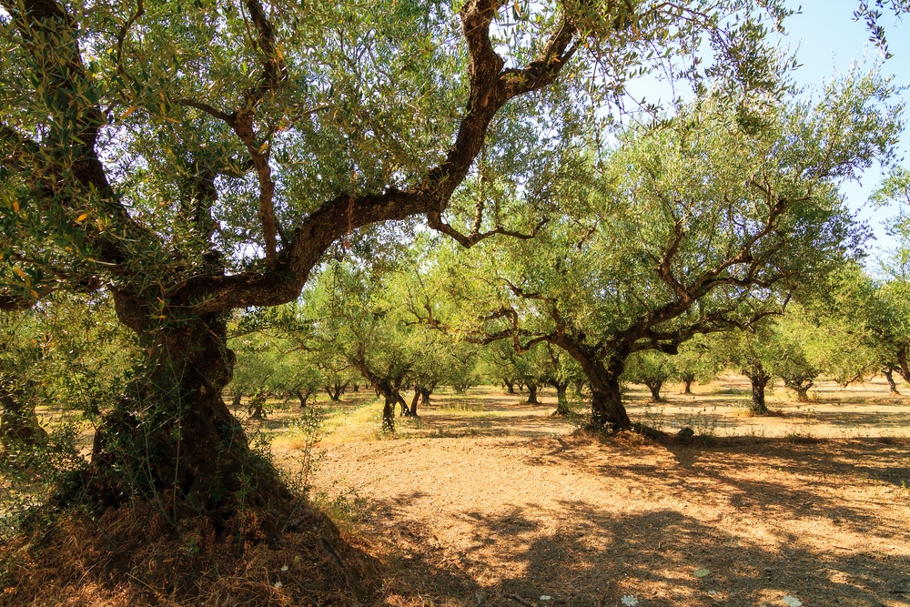 De 10 mooiste bezienswaardigheden op Zakynthos