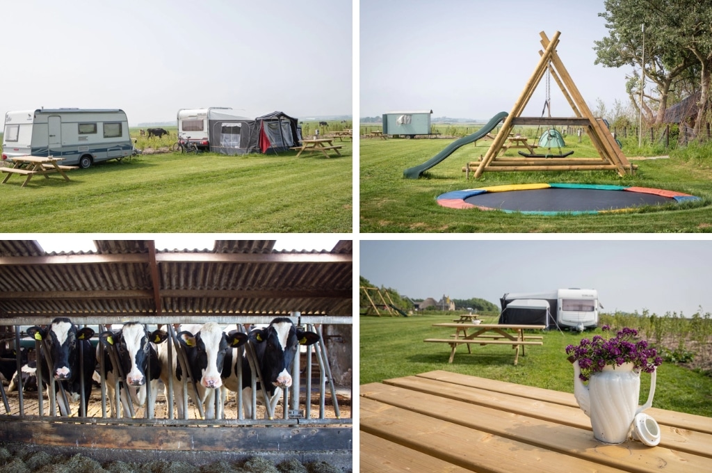 fotocollage van De Tesselse Camping met een foto van twee caravans op het kampeerveld met daarachter de weilanden, een foto van de trampoline en het speeltoestel met houten glijbaan, een foto van vier koeien in een stal, en een foto van een theepot met daarin paarse bloemen op een picknicktafel op de camping