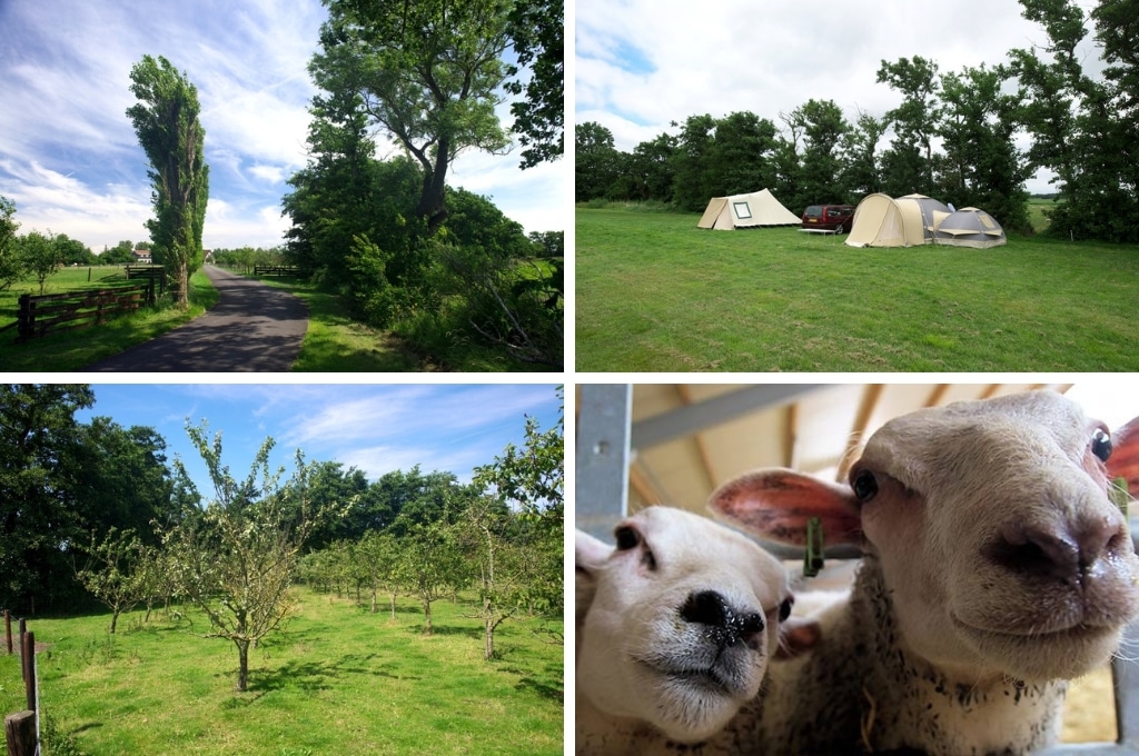 fotocollage van Hof van Texel met een foto van een wandelpad in de polder, een foto van het kampeerveld met twee tenten en een auto, een foto van de boomgaard en een foto van de hoofden van twee schapen
