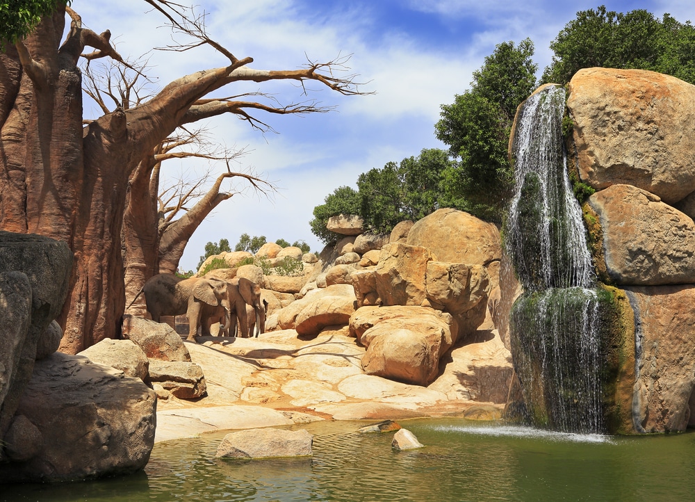 olifanten tussen rotsen, bomen en water in Bioparc Valencia