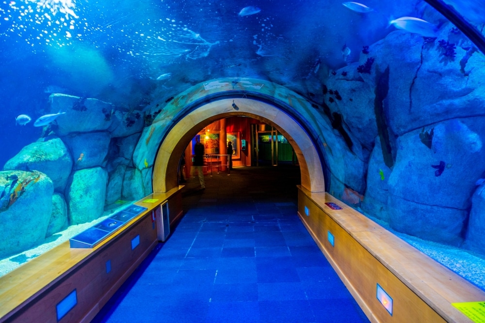 glazen tunnel waar vissen boven en naast je zwemmen in de Oceanogràfic de Valencia
