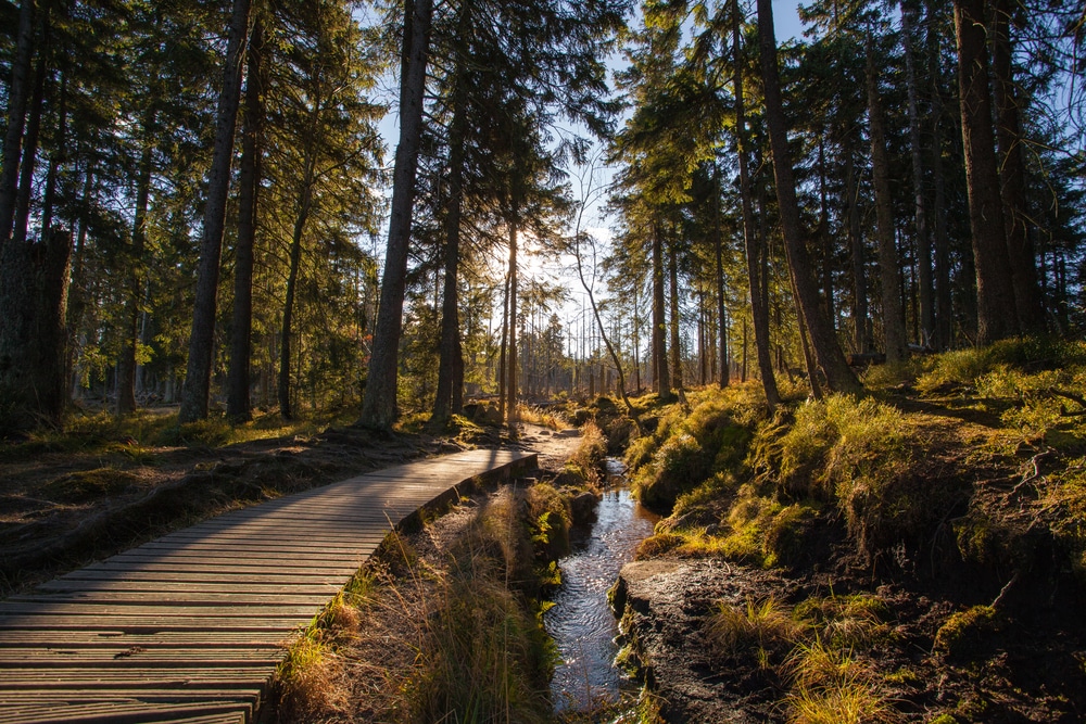 Wandelen in Duitsland? Dit zijn de 10 mooiste wandelgebieden!