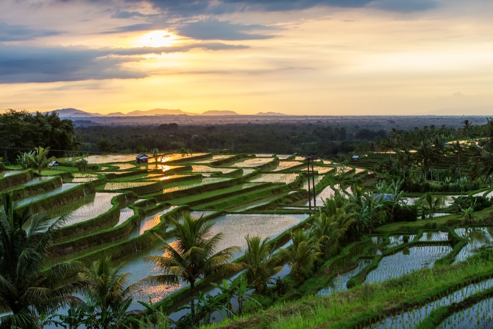 Rijstvelden van Jatiluwih Bali 768417931, mooiste bezienswaardigheden op Bali