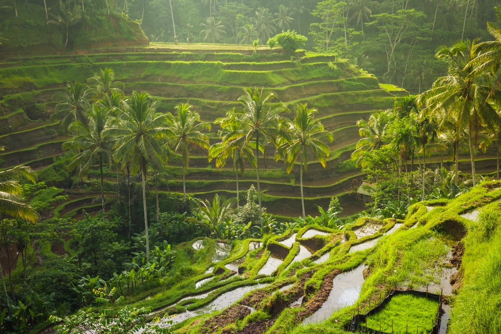 Rijstvelden van Tegallalang Bali 390855292, mooiste bezienswaardigheden op Bali