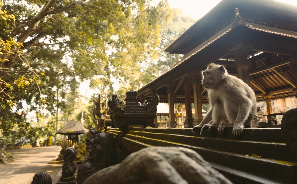 Ubud Monkey Forest Bali Indonesie Shutterstock 1081161749