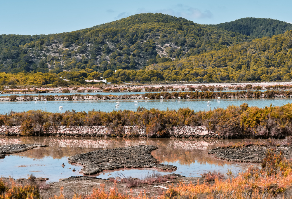 Ses Salines Natural Park ibiza shutterstock 1527547460, Ibiza