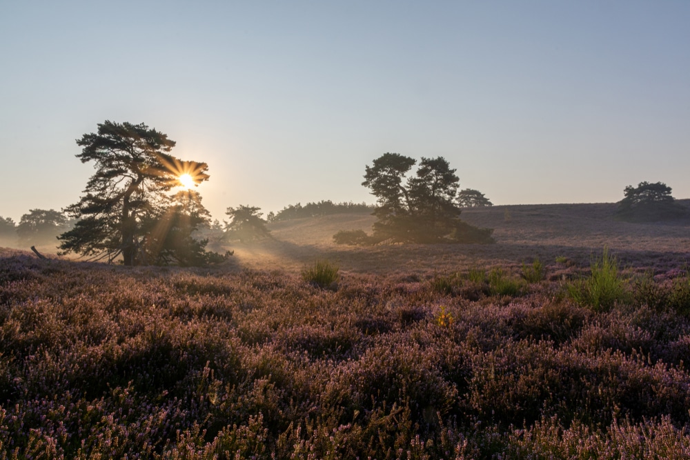 Mooi weer op de Brunsummerheide