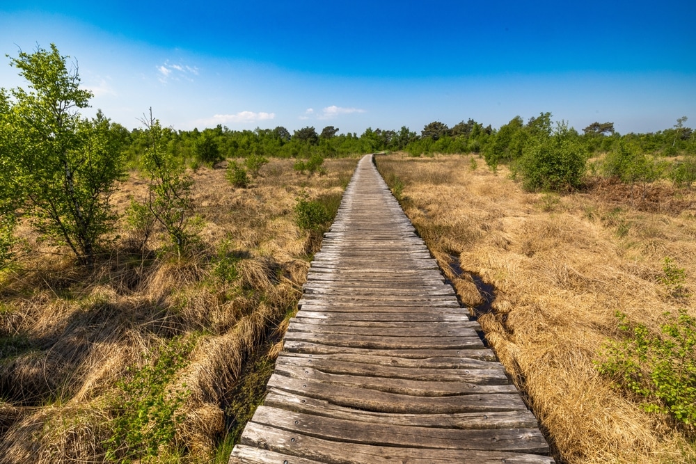 Een brug door Nationaal Park De Groote Peel in Limburg