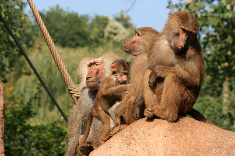 De Kölner Zoo in Keulen